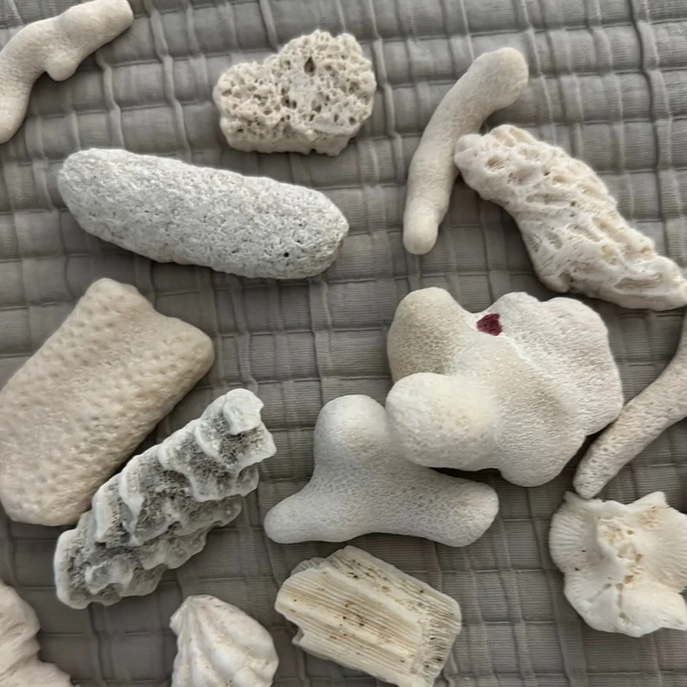 Coral Pieces in Small Apothecary Jar